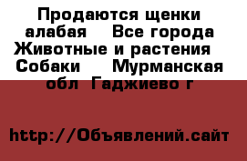 Продаются щенки алабая  - Все города Животные и растения » Собаки   . Мурманская обл.,Гаджиево г.